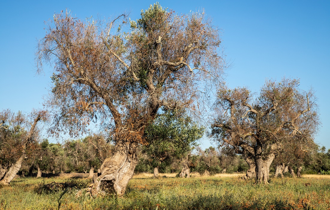 As the world gets warmer, the plant pathogen Xylella fastidiosa is spreading to previously unaffected locations, such as the olive groves of Italy. The IFISC wants to develop an algorithm that can detect possible outbreaks through satellite imagery.